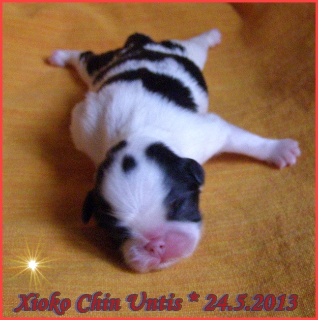 Xioko 001