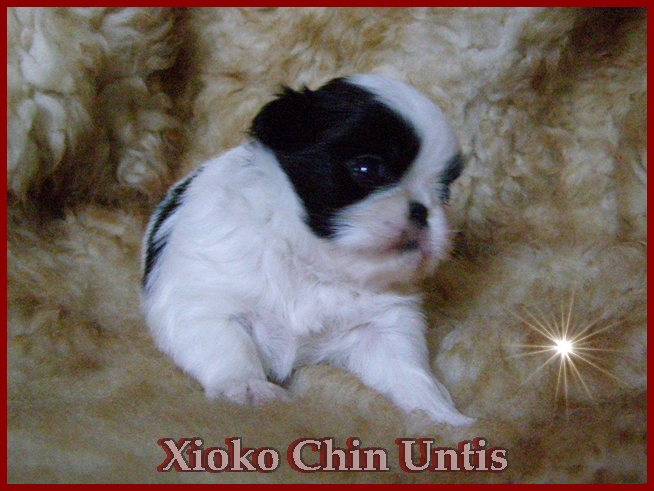 Xioko 008